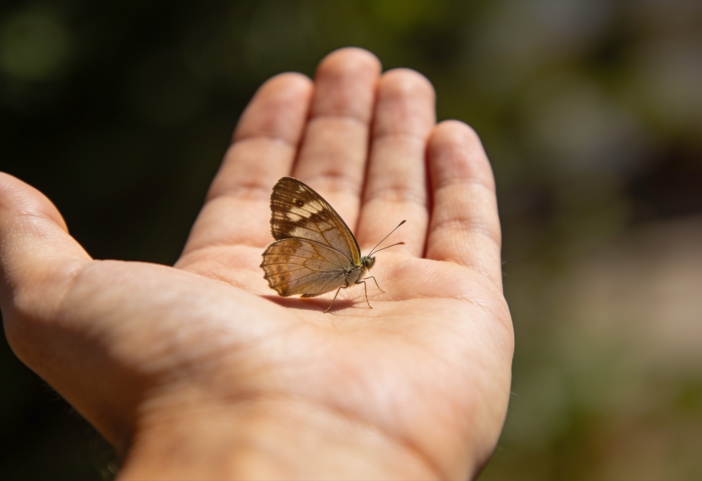 Ein Schmetterling auf einer offenen Hand im natürlichen Licht.